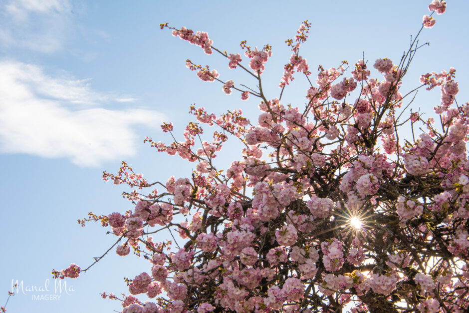 Vancouver Cherry Blossom 溫哥華櫻花賞