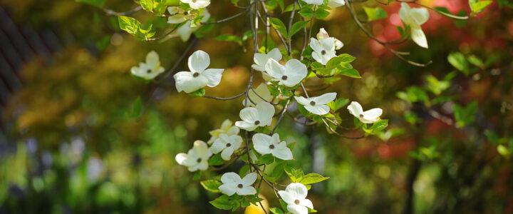 Eddie’s White Wonder 的故事