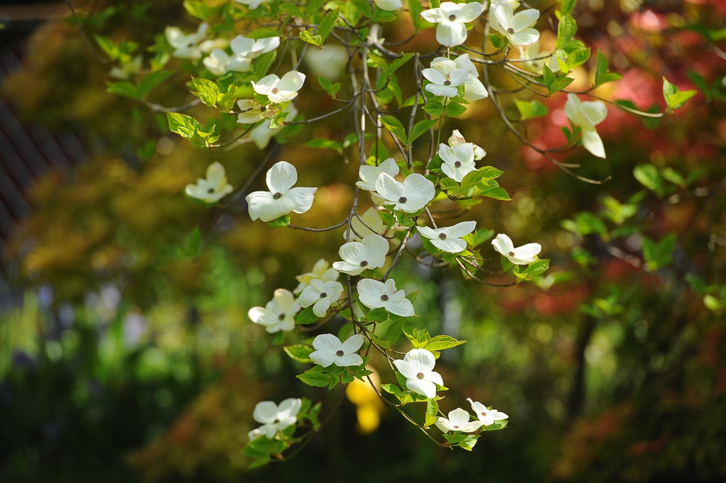 Eddie’s White Wonder 的故事