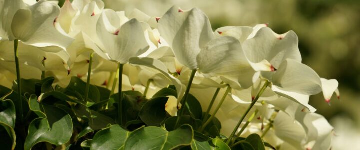 東亞大花山茱萸 Kousa Dogwood