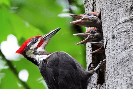 北美黑啄木鳥 Pileated woodpecker