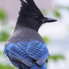暗冠藍鴉（Steller’s Jay）