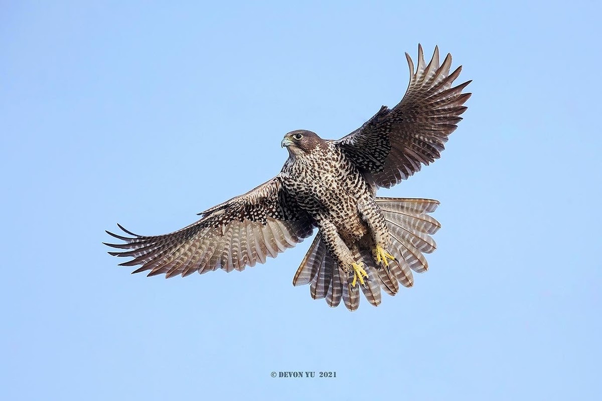 Gyrfalcon 矛隼