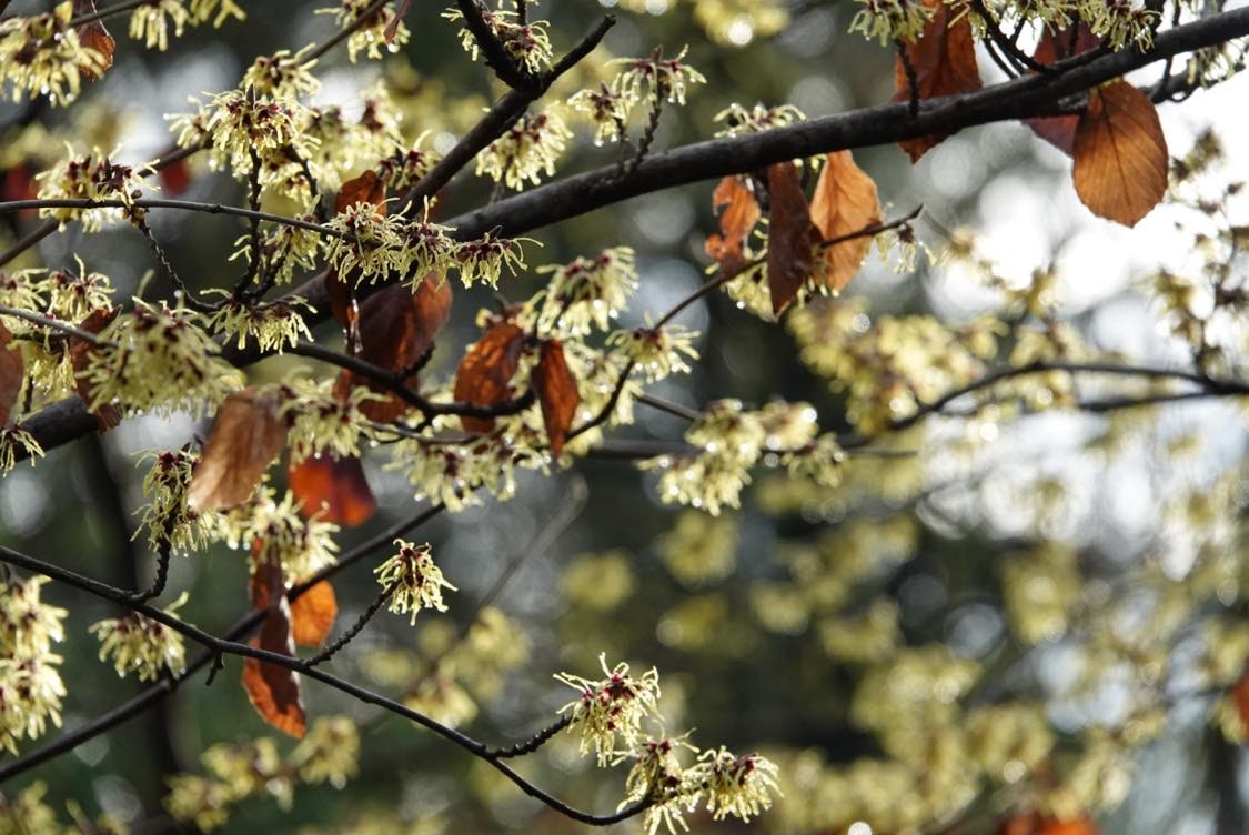 金縷梅 Witchhazel （Hamamelis）