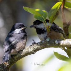 黑頂山雀 Black-capped chickadee