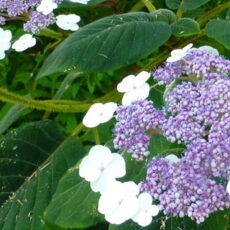 馬桑繡球 Hydrangea aspera=Rough leaved Hydrangea