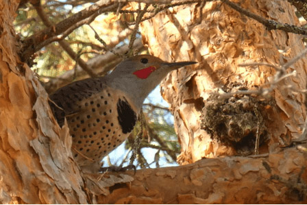 北撲翅鴷Northern Flicker