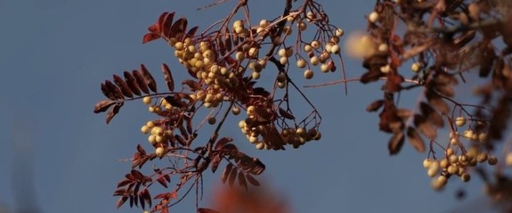 庭園秋色植物 分享 – Sorbus Joseph Rock/Joseph Rock Mountain Ash 喬瑟夫洛克花楸