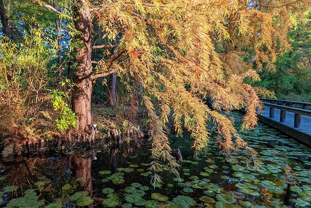 「落羽松」原來是落羽杉