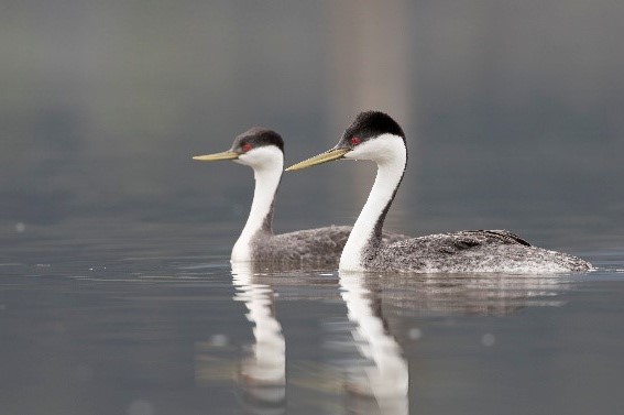 Salmon Arm春季賞鳥